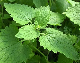 USA Heirloom Catnip Seeds - Open Pollinated - Non GMO - Vegetable Gardening Grow Your Own Food - Herb Seeds
