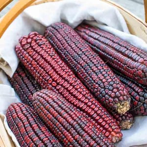 Bloody Butcher Corn Seeds - NC Heirloom Corn Seeds -  - Non GMO - Vegetable Gardening Grow Your Own Food