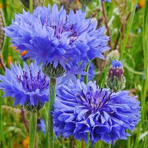 USA Flower Seeds -  Bachelor Buttons - Cornflower - Tall Blue -  Non GMO - Garden Pollinator Flowers - Save the Bees - Vegetable Gardening