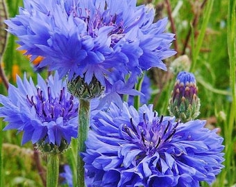 USA Flower Seeds -  Bachelor Buttons - Cornflower - Tall Blue -  Non GMO - Garden Pollinator Flowers - Save the Bees - Vegetable Gardening
