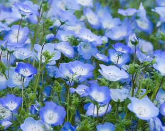 USA Flower Seeds - Baby Blue Eyes Seeds - Nemophila Menziesii - Annual Flowers - Ground Cover - Native Wildflower - Pollinator Flower