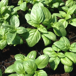 NC Heirloom Herb Sweet Basil Seeds - Open Pollinated - Vegetable Gardening Grow Your Own Food