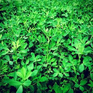 USA Heirloom Alfalfa Seeds - Herb Seeds - Vegetable Gardening Grow Your Own Food - Gardening