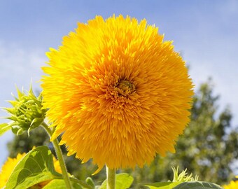 Heirloom Heirloom Sunflower Seeds - Teddy Bear -  Non GMO - Garden Pollinator Flowers - Save the Bees - Vegetable Gardening - Bouquet