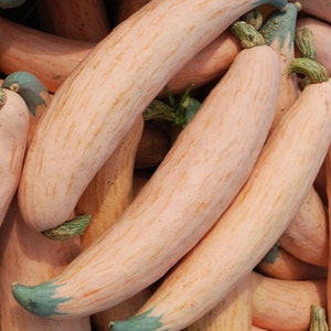 NC Heirloom North Georgia Candy Roaster Squash Seeds - Non GMO - Vegetable Gardening Grow Your Own Food
