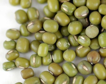 NC Heirloom Mung Bean Seeds - Chinese Sprouts - Non GMO - Vegetable Gardening Grow Your Own Food