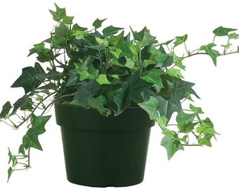 Live ENGLISH IVY Plant - Ivy Vine - Container Plant - Easy Care - 1.5 Inch Pot - Baby Starter Plant