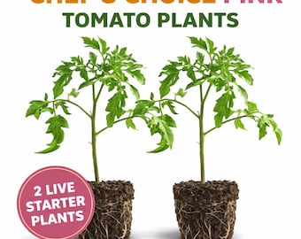 Chef’s Choice Pink Tomato Plants (2 Pack) – Live Tomato Seedlings – Heirloom Style Hybrid – Garden Starter Plants for Slicing Tomatoes