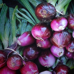 NC Heirloom Scarlet Bandit Bunching Onion Seeds - Open Pollinated - Non GMO - Vegetable Gardening Grow Your Own Food