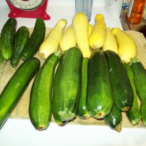 May include: A collection of green and yellow zucchini and cucumbers. The zucchini are arranged in a row, with the cucumbers placed in front of them.