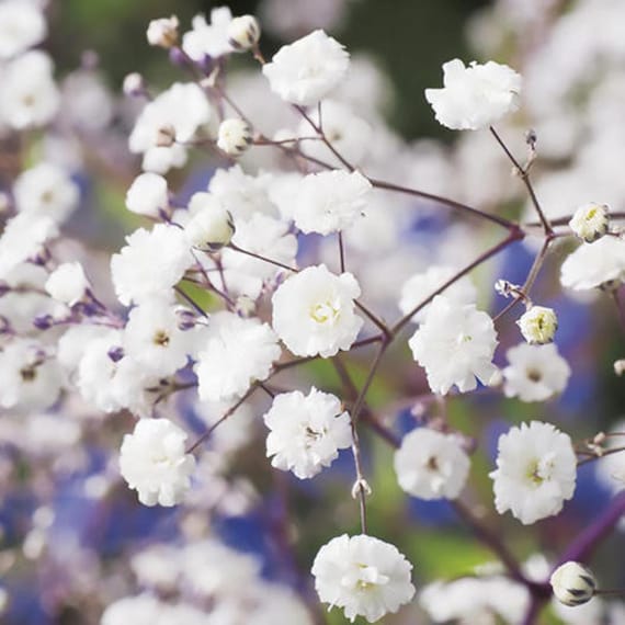 NC Heirloom Flower Seeds Babys Breath Perennial Snowflake Non GMO Garden  Pollinators Save the Bees Flower Gardening 