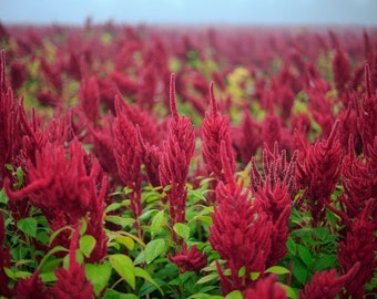 Heirloom Flower Seeds - Amaranth - Red Garnet - Non GMO - Vegetable Gardening Grow Your Own Food