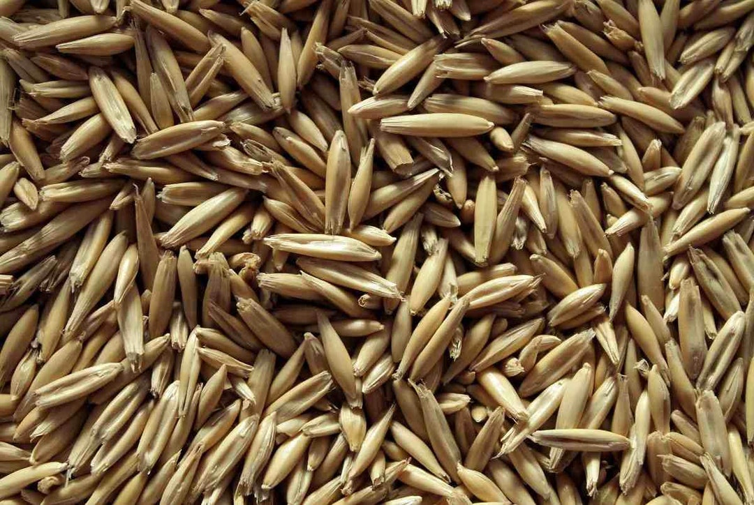 Heirloom Grain Seeds Jerry Oats Ancient Grains Non GMO Vegetable