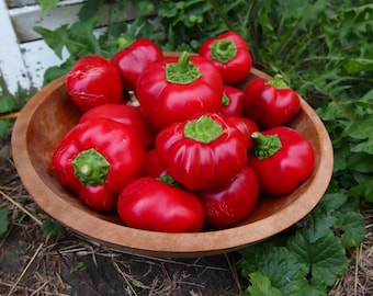 Pimientos dulces Pimento Heirloom del condado de Ashe, de Carolina del Norte - Sin OGM - Polinización abierta - Jardinería de vegetales Cultiva tus propios alimentos
