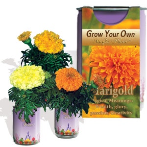 Marigold Flower Grow Kit - Natural Pest Repellant - Save The Bees Flower Grow Kit | Gardening Gifts, Favors, Weddings, Parties, Events