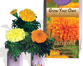 Marigold Flower Grow Kit - Natural Pest Repellant - Save The Bees Flower Grow Kit | Gardening Gifts, Favors, Weddings, Parties, Events