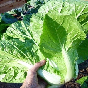 NC Heirloom Cabbage Seeds - Michihili Chinese Cabbage - Non GMO - Vegetable Gardening Grow Your Own Food