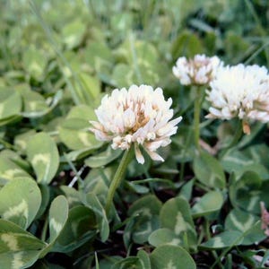 White Dutch Clover - Cover Crop Seeds - Perennial - No Lawn - Grass Alternative