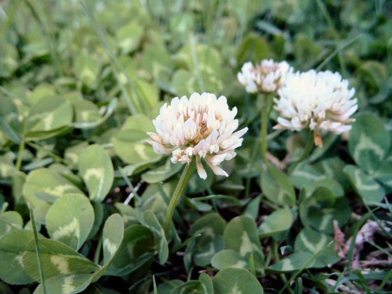RaleighSeedCo Dutch Clover Seeds - Thumbnail 3