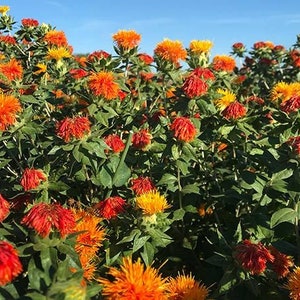 May include: A field of vibrant orange and red safflower flowers in full bloom. The flowers are clustered together in a lush green field.