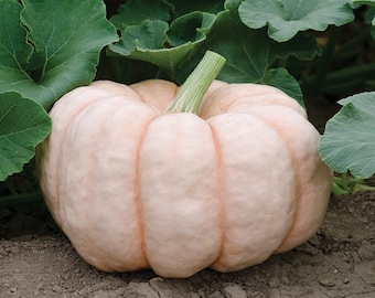 RARE Heirloom Pumpkin Seeds - Porcelain Doll Pink Pumpkin - Non GMO - Vegetable Gardening Grow Your Own Food