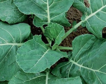 NC Heirloom Collard Greens - Vates Collards -  Non GMO - Vegetable Gardening Grow Your Own Food