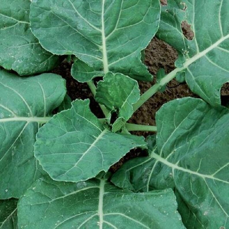 USA Seller Heirloom Organic Collard Green Seeds Vates Etsy