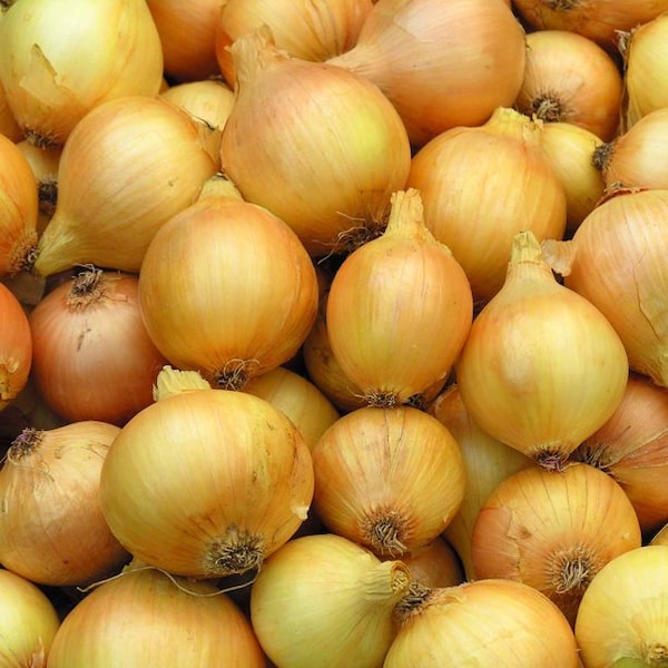 USA Seller - Heirloom Onion Seeds - Sweet Yellow Spanish - Non GMO -  Open Pollinated - Vegetable Gardening Grow Your Own Food