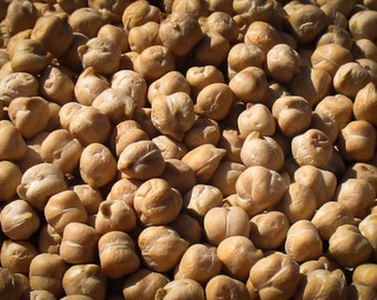 NC Heirloom Garbanzo Bean Seeds - Chickpea Seeds - Open Pollinated - Non GMO - Vegetable Gardening Grow Your Own Food