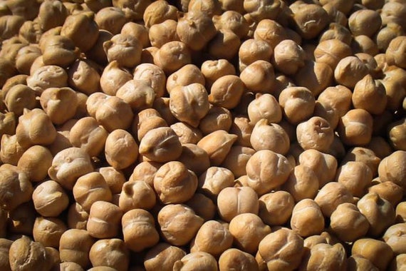 NC Heirloom Garbanzo Bean Seeds - Chickpea Seeds - Open Pollinated - Non GMO - Vegetable Gardening Grow Your Own Food
