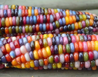 USA Heirloom Corn Seeds - Glass Gem Corn - Zea Mays - Non GMO - Vegetable Gardening Grow Your Own Food