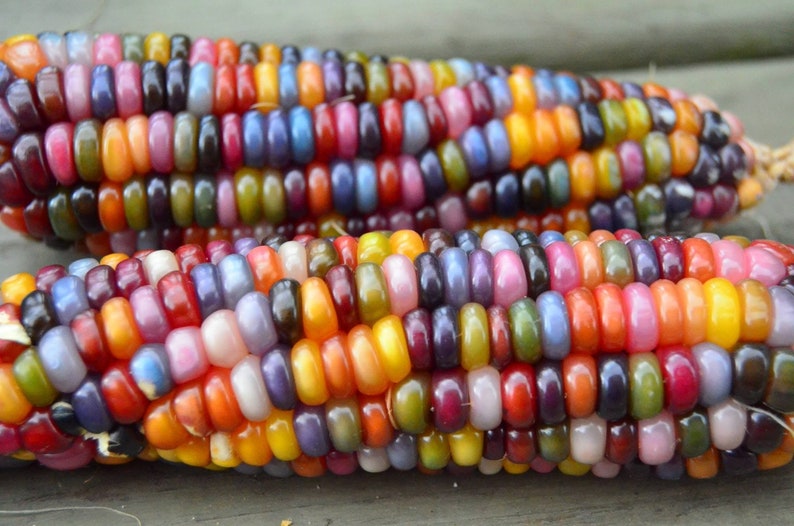 USA Heirloom Corn Seeds Glass Gem Corn Zea Mays Non GMO Vegetable Gardening Grow Your Own Food image 1