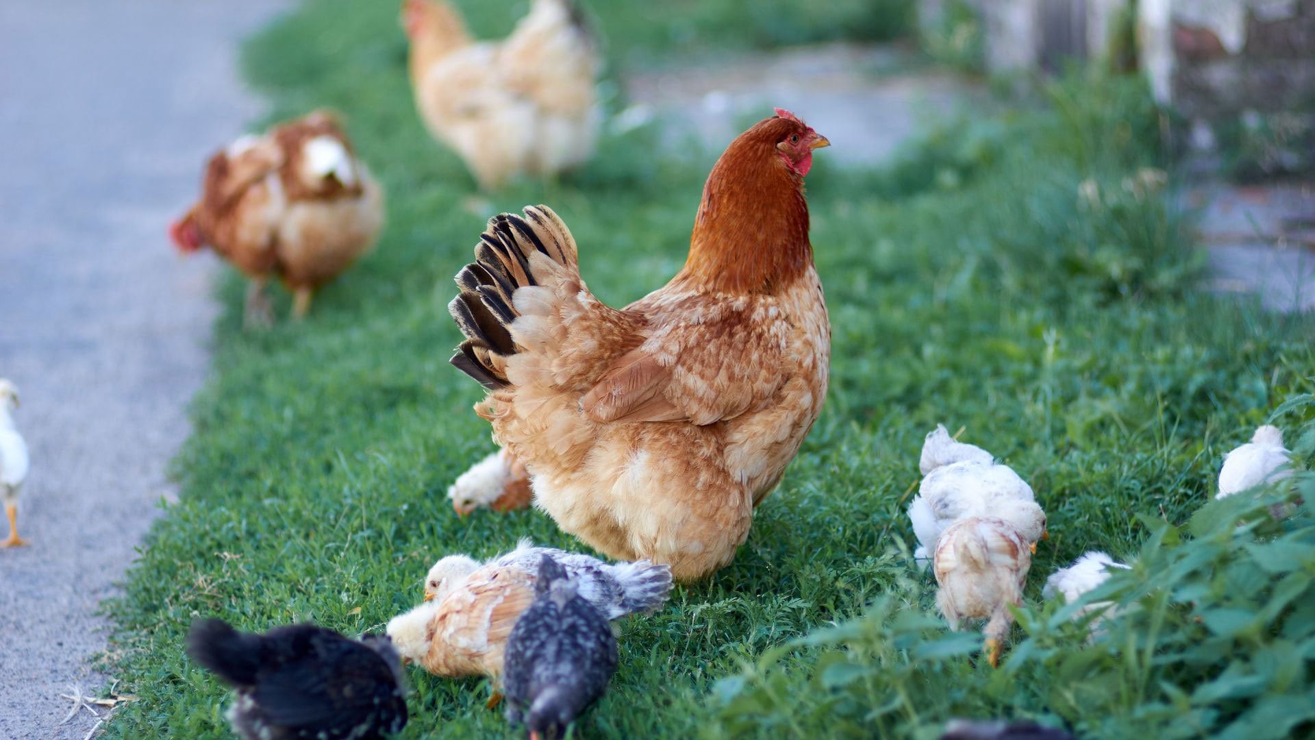 Chicken Forage Blend - Chicken Feed - Seed Blend - Chicken Forage Seed Mix – Nutritious, Easy-Grow Feed for Happy, Healthy Hens!