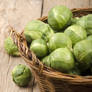 NC Heirloom Brussel Sprout Seeds - Catskill Brussels - Non GMO - Vegetable Gardening Grow Your Own Food