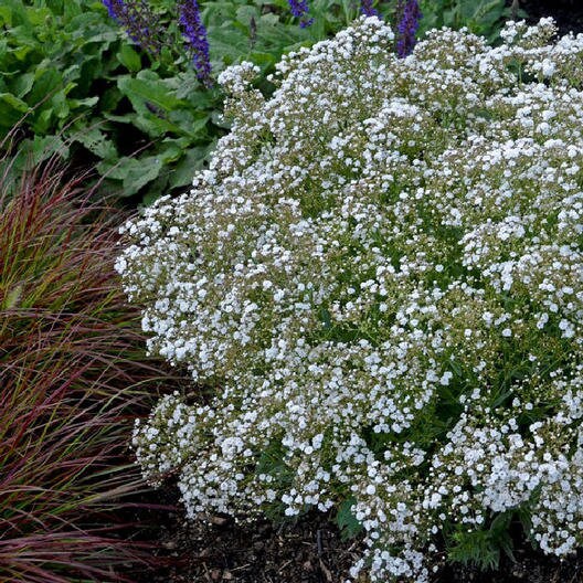 Baby's Breath Flower Seed - 1 Gram Packet ~ 800 Seeds - Annual Flower  Gardening Seeds - Open Pollinated 