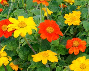 Heirloom Flower Seeds - Mexican Sunflower Mix -  Non GMO - Garden Pollinator Flowers - Save the Bees - Vegetable Gardening