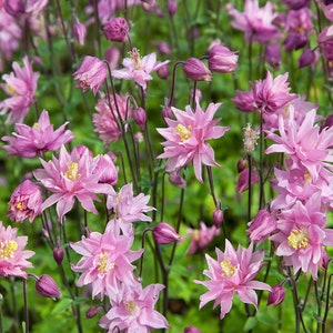 K&ouml;nnte beinhalten: Nahaufnahme einer Gruppe von rosa Akelei-Bl&uuml;ten in voller Bl&uuml;te. Die Bl&uuml;ten haben zarte Bl&uuml;tenbl&auml;tter und eine einzigartige Form mit einem langen, spitzen Sporn an der R&uuml;ckseite. Die Bl&uuml;ten wachsen in einer Gartenumgebung mit gr&uuml;nem Laub im Hintergrund.