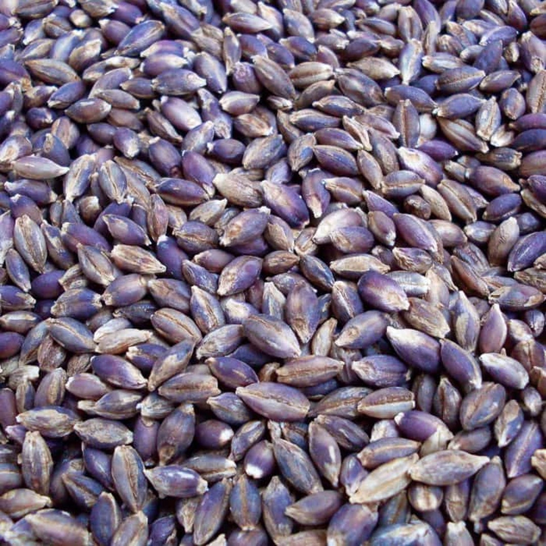 Heirloom Grain Seeds Barley Purple Karma Non GMO Vegetable Gardening