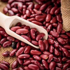 NC Heirloom Dark Red Kidney Beans  - Bush Bean -  Non GMO - Vegetable Gardening Grow Your Own Food