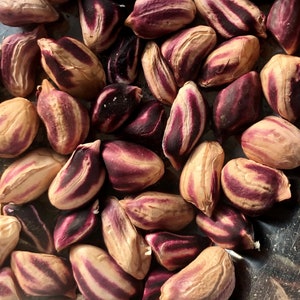 NC Heirloom Peanut Seeds - Wild Jungle Peanut - Non GMO - Open Pollinated - Vegetable Gardening Grow Your Own Food