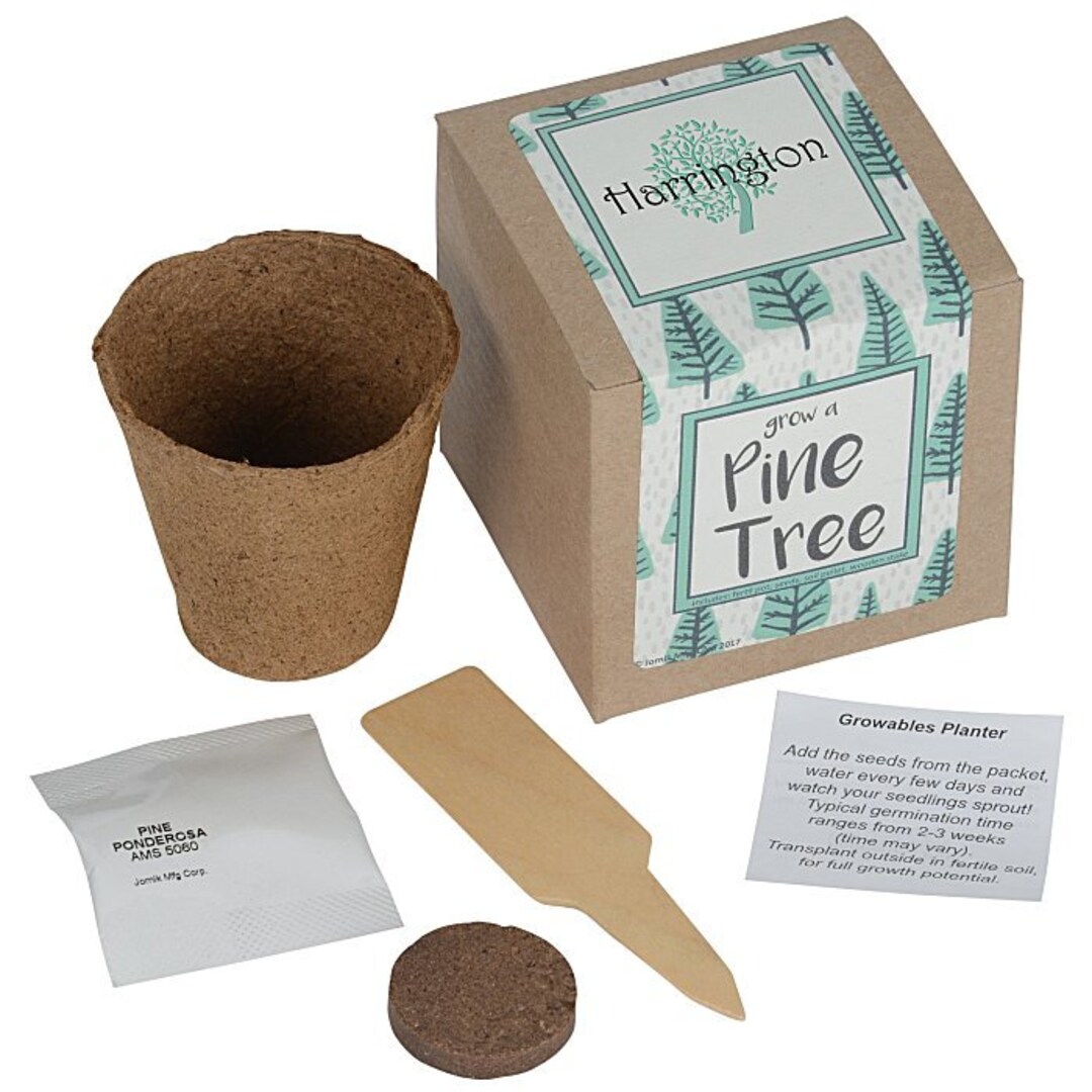 Pine Tree Grow Kit DIY Bonsai Kit Corporate Gifts Earth Day Best