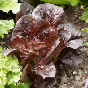 NC Heirloom Red Leaf Lettuce Seeds - Open Pollinated - Vegetable Gardening Grow Your Own Food