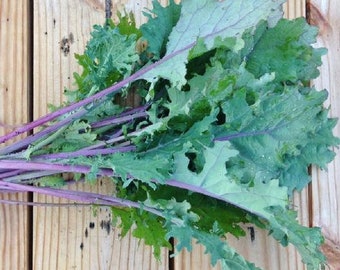 NC Heirloom Kale Seeds - Red Russian - Non GMO - Vegetable Gardening Grow Your Own Food
