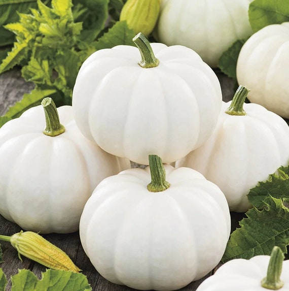 NC Heirloom Pumpkin Seeds - Casper White Pumpkin - Non GMO