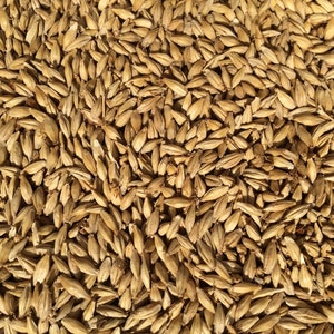 USA Heirloom Full Pint Barley - Open Pollinated - Non GMO - Vegetable Gardening Grow Your Own Food