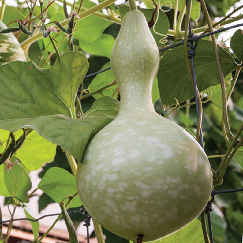 Heirloom Organic Birdhouse Gourd Seeds 10 Seeds 2019 Etsy