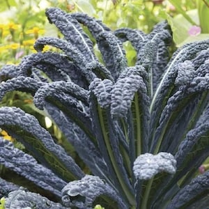 NC Heirloom Kale - Black Magic Seeds - Non GMO - Vegetable Gardening Grow Your Own Food