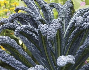 NC Heirloom Kale - Black Magic Seeds - Non GMO - Vegetable Gardening Grow Your Own Food