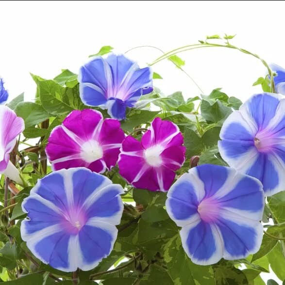 NC Heirloom Flower Seeds - Morning Glory - Mount Fuji Mix - Non