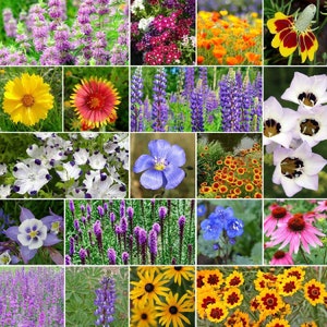 USA Heirloom North American Native Wildflower Seed Mix - Easy Care - Great for Kids